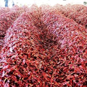 Dry Red Chilli