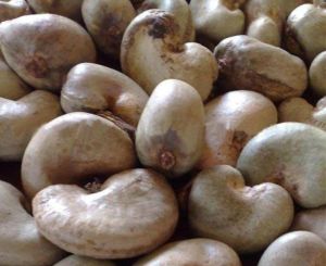 Raw Cashew Nuts