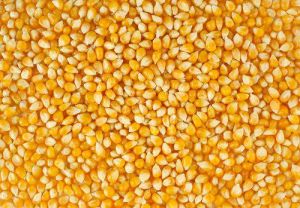 Yellow Corn Seeds